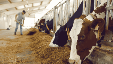 What to Do When Your Livestock Shows Signs of Joint Stiffness