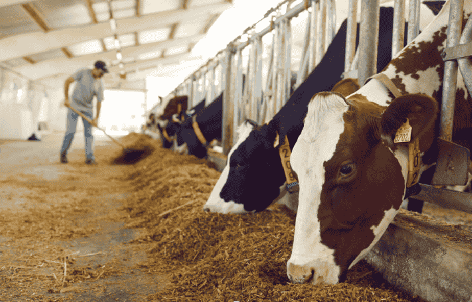 What to Do When Your Livestock Shows Signs of Joint Stiffness