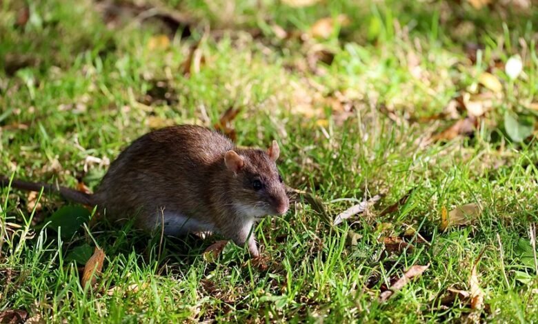 telecommunication contact numbers provided